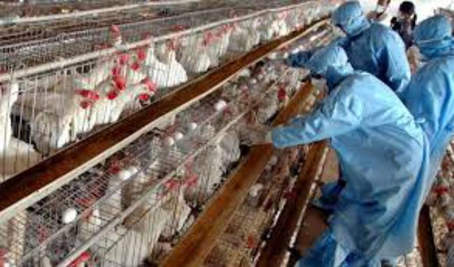 禽流感再發威 台東117隻雞鵝遭撲殺 | 華視新聞