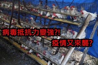 台灣夏天有禽流感 病毒變耐熱
