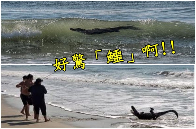 嚇毀! 海邊衝浪戲水 驚見7呎大鱷 | 華視新聞