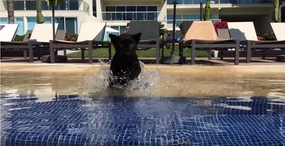 擅於游泳的小黑豹 衝下水的瞬間GG了 | 