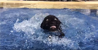 擅於游泳的小黑豹 衝下水的瞬間GG了 | 