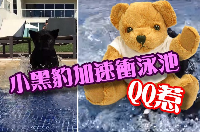 擅於游泳的小黑豹 衝下水的瞬間GG了 | 華視新聞