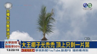 防砸人修過頭 椰子樹剩一片葉