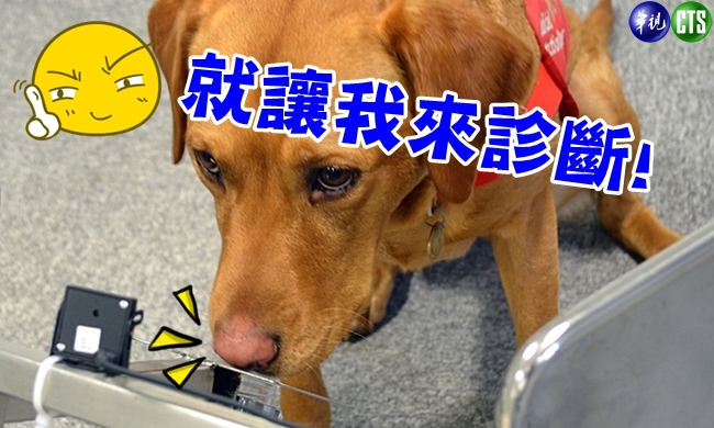 癌症用聞的? 英嗅癌犬準確率93％! | 華視新聞