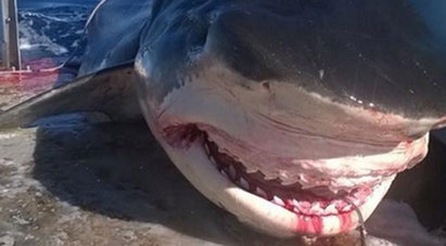 恐怖! 澳洲衝浪聖地驚見6米大鯊魚 | 