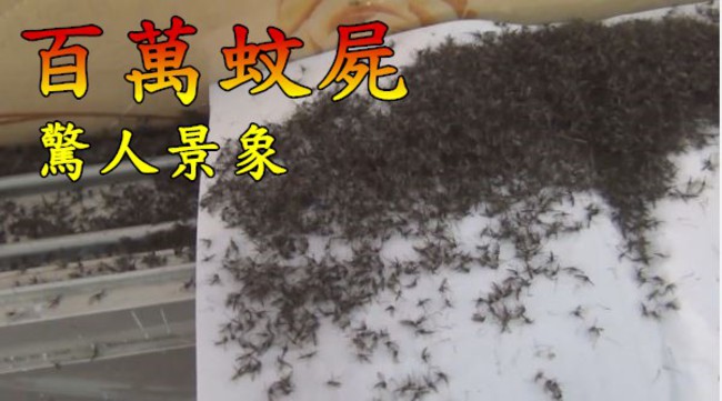 嚇毀!? 家具變黑色竟然是百萬蚊屍.. | 華視新聞