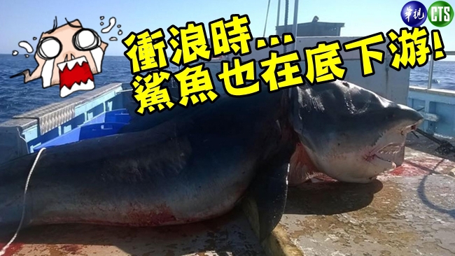恐怖! 澳洲衝浪聖地驚見6米大鯊魚 | 華視新聞