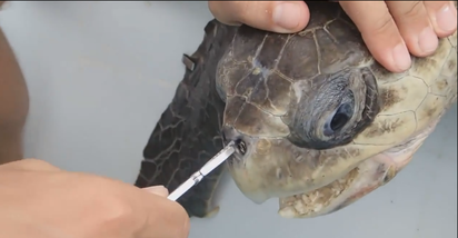 一根塑膠吸管 差點殺了海龜 | 