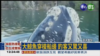 鯨魚嘴卡塑膠袋 靠近船討救兵