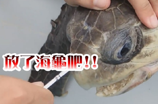 一根塑膠吸管 差點殺了海龜 | 華視新聞