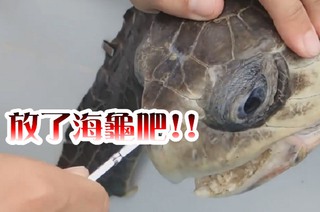 一根塑膠吸管 差點殺了海龜
