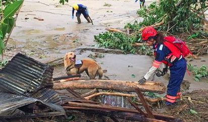 蘇迪勒過後 看見烏來的一群英雄.. | 日本救難隊出動10名救難人員.2隻搜救犬在烏來救災.（翻攝自Peace Winds Japan）