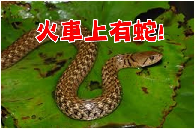 火車上有蛇! 自強號上展開捕蛇大戰 | 華視新聞