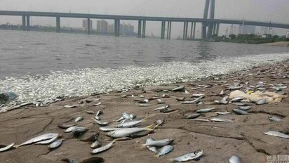天津魚群死亡 距離爆炸區僅6公里 | 