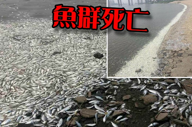 天津魚群死亡 距離爆炸區僅6公里 | 華視新聞