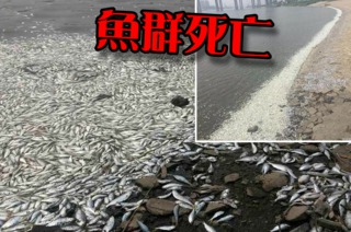 天津魚群死亡 距離爆炸區僅6公里
