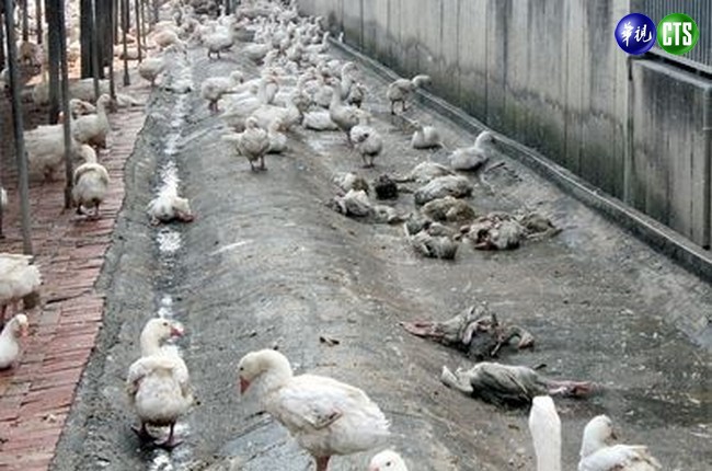 【午間搶先報】嘉義再爆H5N8 撲殺6千肉鴨 | 華視新聞