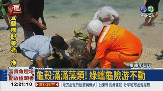 藻類淹沒龜殼! 研究團隊救巨龜