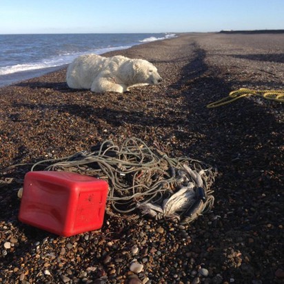 漁網纏北極熊 學者居民海陸空搶救 | 原先纏在北極熊身上的漁網，已被拆下。