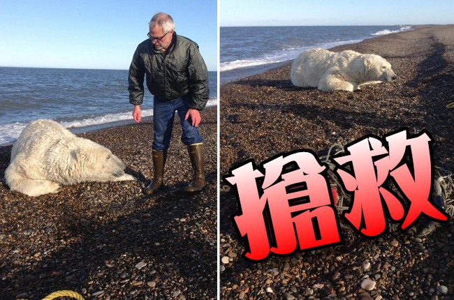 漁網纏北極熊 學者居民海陸空搶救 | 華視新聞