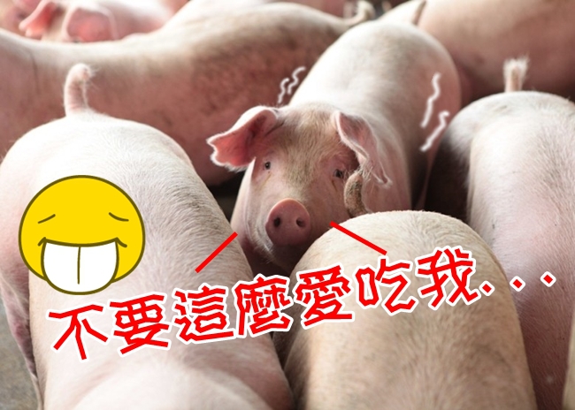 台灣豬太多! 一年豬糞可堆出2/3個101… | 華視新聞