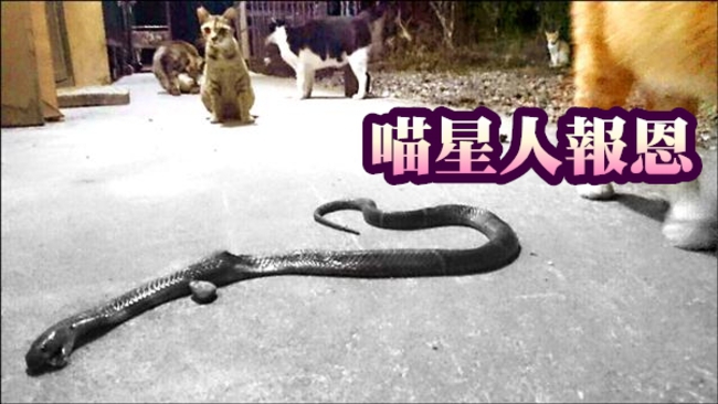 「貓的報恩」!8貓替主人擊敗眼鏡蛇王 | 華視新聞