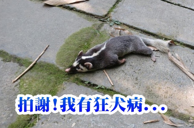 狂犬病鼬獾偷闖進家 他睡午覺衰被咬 | 華視新聞