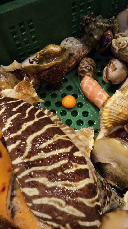 海鮮餐廳挖到珍寶 椰子螺掉出「美樂珠」！ | 馬公海鮮餐廳處理新鮮螺貝時，意外挖到寶。（翻攝自澎湖大網聚）