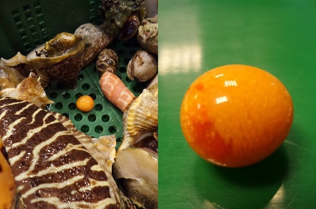 海鮮餐廳挖到珍寶 椰子螺掉出「美樂珠」！ | 華視新聞