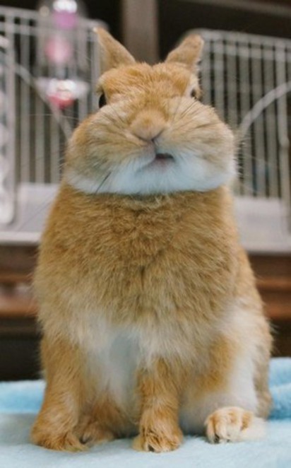 日本明星兔雙手托下巴 是為了... | 臉歪歪的。