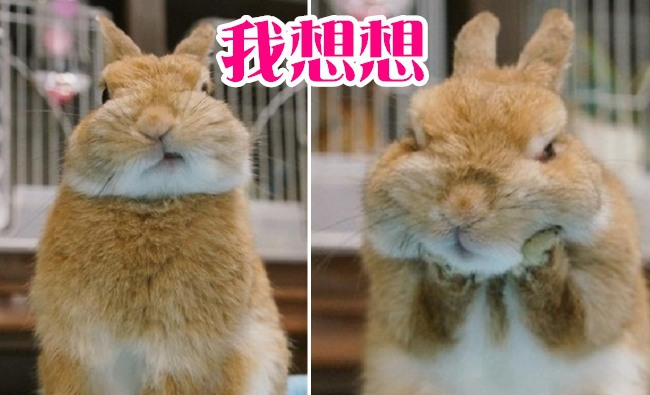 日本明星兔雙手托下巴 是為了... | 華視新聞