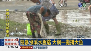 颱風來溫升 3萬斤台灣鯛翻肚