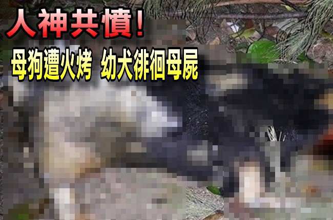 母狗遭殘忍火烤 幼犬徘徊母屍 | 華視新聞