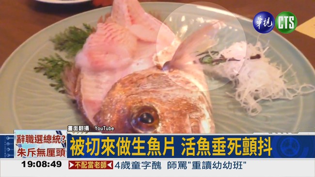 被切來做生魚片 活魚垂死掙扎 | 華視新聞