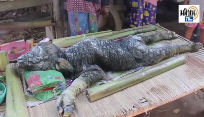 驚悚！泰國水牛產異形 鱷魚頭、鱗片身 | 