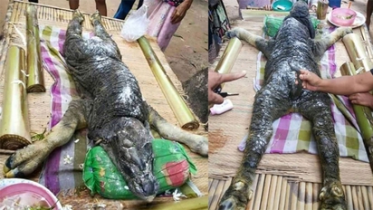 驚悚！泰國水牛產異形 鱷魚頭、鱗片身 | 