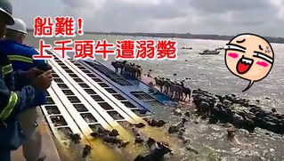 好慘!巴西上千頭牛隻 貨船翻覆恐淹死