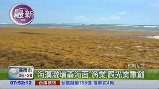 海藻滋生暴增 多國海灘遭毀