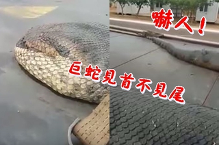 驚人!泰國8公尺巨蛇 超長蛇身拍不到盡頭