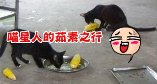 難忘玉米好滋味! 泰國黑貓茹素不吃魚