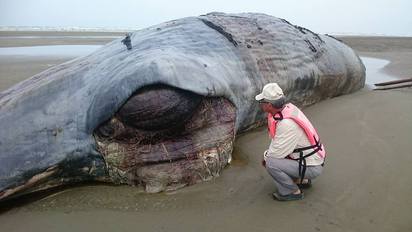 悲歌!擱淺抹香鯨解剖 胃竟都是「塑膠袋」 | 抹香鯨日前死在八掌溪出海口