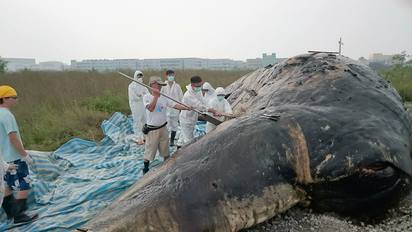 悲歌!擱淺抹香鯨解剖 胃竟都是「塑膠袋」 | 成大海洋生物暨鯨豚研究中心負責解剖這隻抹香鯨