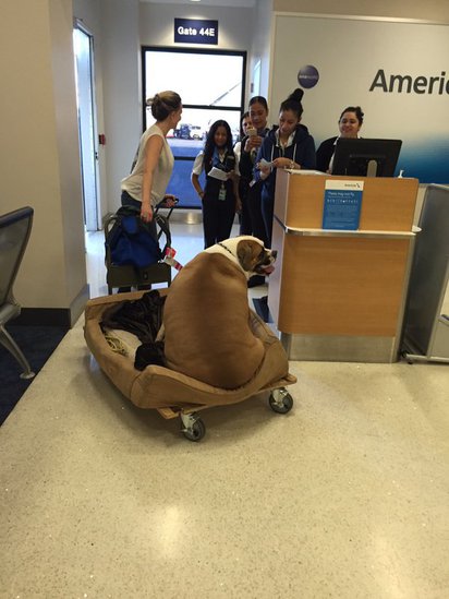 美國好命狗是牠! 搭機坐頭等艙 | 大狗搭的是頭等艙。