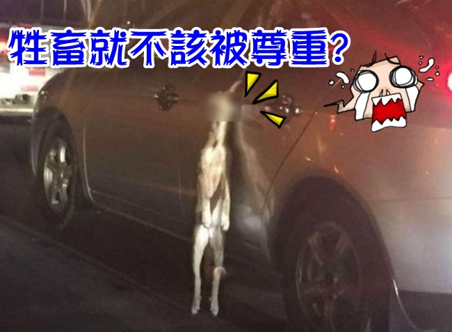 用繩把狗吊車外! 變態車主:怕弄髒車… | 華視新聞