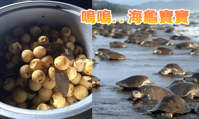 25萬隻海龜上岸產卵 蛋卻遭撿走變茶葉蛋 | 華視新聞