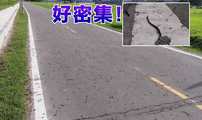 嚇!三重河濱公園 驚現千隻蚯蚓蠕動 | 華視新聞