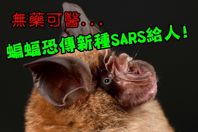 恐怖! 蝙蝠帶病毒恐傳人 無藥可醫 | 華視新聞