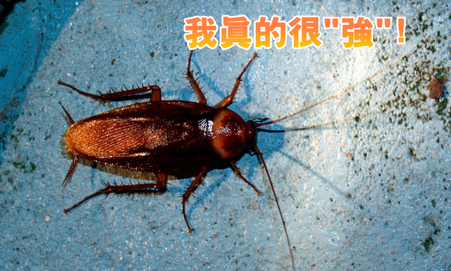 蟑螂真的是「小強」! 下顎咬力竟是人類5倍 | 華視新聞