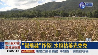 玉里褐飛蝨危害 水稻產量減半