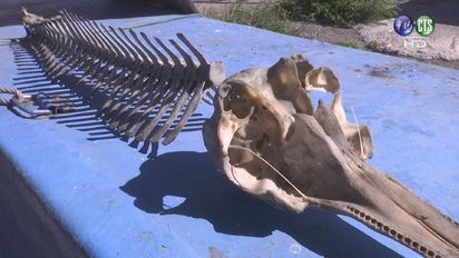 台東撈起「美人魚」骨? 老漁民驚:沒看過! | 專家證實，其實是熱帶斑海豚骨頭